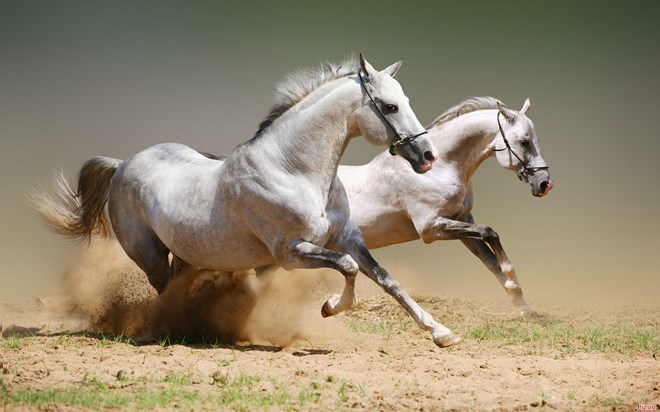 Con Ngựa tượng trưng cho thành công, lòng trung thành, lòng can đảm, động lực tiến lên phía trước và độ bền. Con Ngựa cũng được cho là có thể mang lại phương pháp hữu hiệu cho doanh nghiệp của bạn và giúp nuôi dưỡng một danh tiếng tốt.