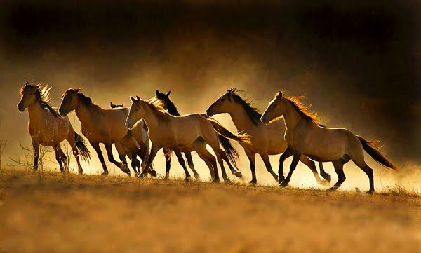Con Ngựa - Thành công, sức chịu đựng, sự dũng cảm và tốc độ