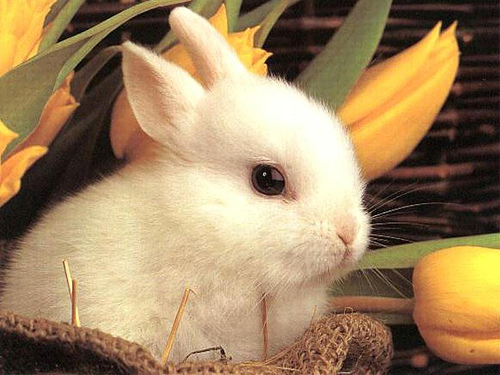 Trong văn hóa Khmer, thỏ vừa là biểu tượng tôn giáo vừa là biểu tượng cho công lý, hạnh phúc và sự may mắn.