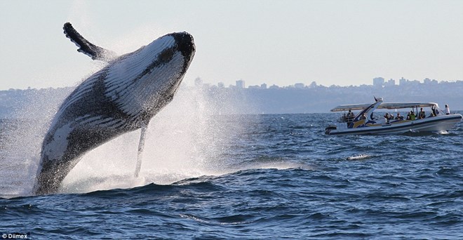 Vừa qua, khoảng 130 du khách có mặt tại cảng Sydney (Australia) đã được chứng kiến cảnh tượng hiếm thấy khi một con cá voi lưng gù nhảy lên khỏi mặt nước trong chuyến di cư.
