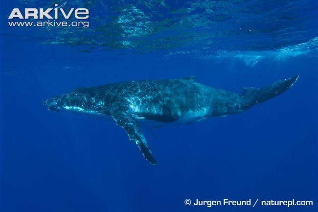 Loài này được tìm thấy trong đại dương và biển trên toàn thế giới, cá voi lưng gù thường di chuyển khoảng cách lên đến 25.000 kilômét mỗi năm.
