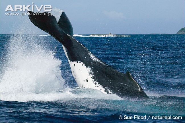 Đặc biệt, dù với thân hình to lớn nhưng cá voi lưng gù có khả năng bay nhảy rất ấn tượng.