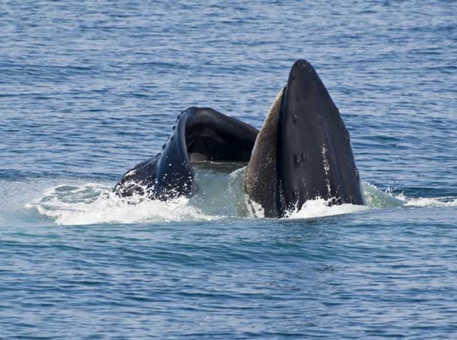 Cá voi lưng gù (Megaptera novaeangliae) là loài cá voi lớn, có chiều dài từ 12–16 mét (39–52 ft) và cân nặng lên tới hàng chục tấn.