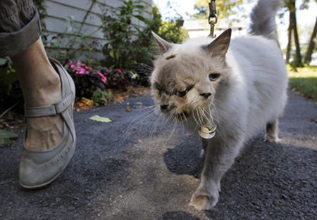 Con mèo có tên Frank và Louie tại bang Massachusetts (Mỹ) đã được Sách Kỷ lục thế giới Guinness công nhận còn con mèo 2 mặt sống lâu nhất hành tinh.