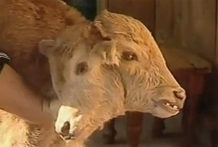 Năm 2011, một con bê 2 đầu chào đời trong một nông trại ở Georgia (Mỹ) nhưng bị bò mẹ bỏ rơi ngay sau đó.