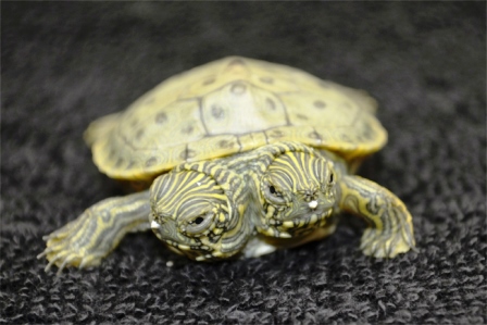Chú rùa 2 đầu tên Thelma và Louise đã được chuyển đến khu thủy sinh Friedrich của vườn thú San Antonio (Mỹ) để hòa nhập với các loài vật khác.