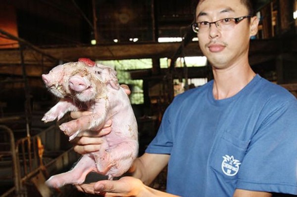 Chú lợn hai mũi mới chào đời tại một trang trại ở huyện Vân Lâm, Đài Loan, Trung Quốc tháng 7/2014