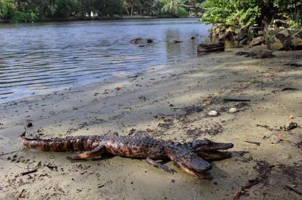 Bức ảnh con cá sấu có dị tật hai đầu trên trang facebook cá nhân của anh Justin Arnold đến từ Seminole Heights, thành phố Tampa, bang Florida, Mỹ.