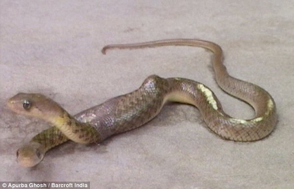 Đầu năm 2014, người ta lại phát hiện ra một con rắn có hai đầu đang trườn bò trên đường tại một ngôi làng thuộc thành phố Burdwan, bang Bengal, Ấn Độ.