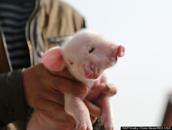 Chú lợn con hai đầu, hai mõm, ba mắt mới chào đời tại thành phố Nam Xương, tỉnh Giang Tây, Trung Quốc