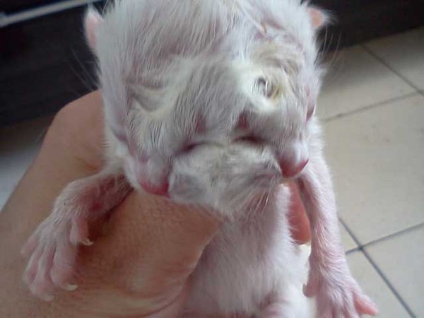 Chú mèo con có 2 mặt dính liền với 4 mắt, 2 mũi và 2 miệng tại Brazil