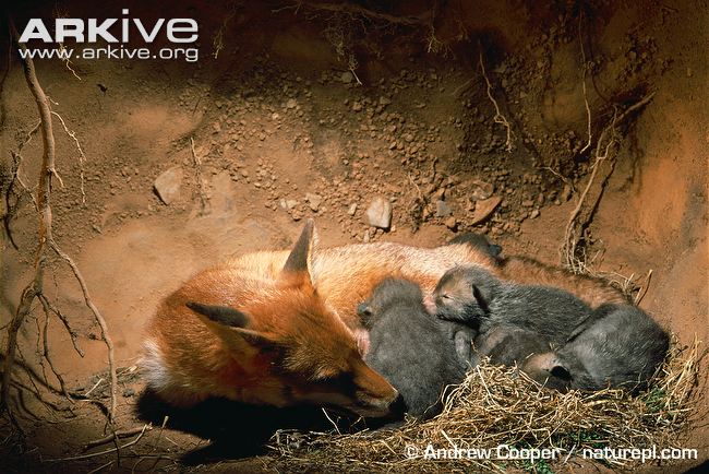 Cáo đỏ(Vulpes vulpes) là loài lớn nhấtchi Cáo, phân bố ởbán cầu bắctừvòng cực bắcđếnBắc Phi,Trung Mỹvàchâu Á.Cáo dễ dàng được tìm thấy trong các đô thị và các khu vực có cày cấy gieo trồng và (phụ thuộc vào loài) dường như thích nghi khá tốt với sự hiện diện của con người.