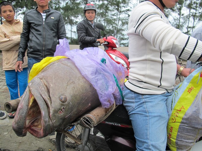 Đây là lần đầu tiên ngư dân Đà Nẵng bắt được con cá Mú lớn như vậy ở gần bờ. Ảnh: Hữu Long