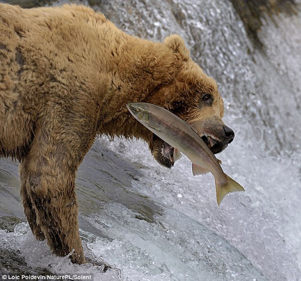 Gấu có thể ăn đến 40 con cá hồi trong một ngày.