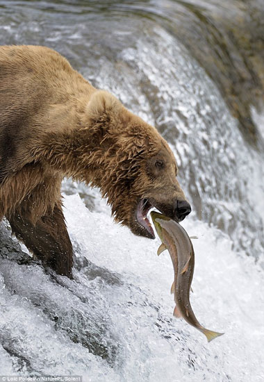 Với gấu, cá hồi là nguồn thức ăn quan trọng giúp nó dự trữ chất béo chuẩn bị cho giấc ngủ đông.