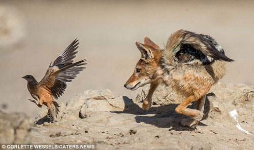 Trong những bức ảnh của nhiếp ảnh gia người Nam Phi Corlette Wessels là cảnh 2 con chó rừng đang rượt đuổi những chú gà gô.