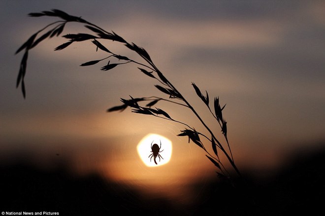 Hình ảnh nhện che trăng ấn tượng này là của County Durham - một sinh viên đang học ở Anh.