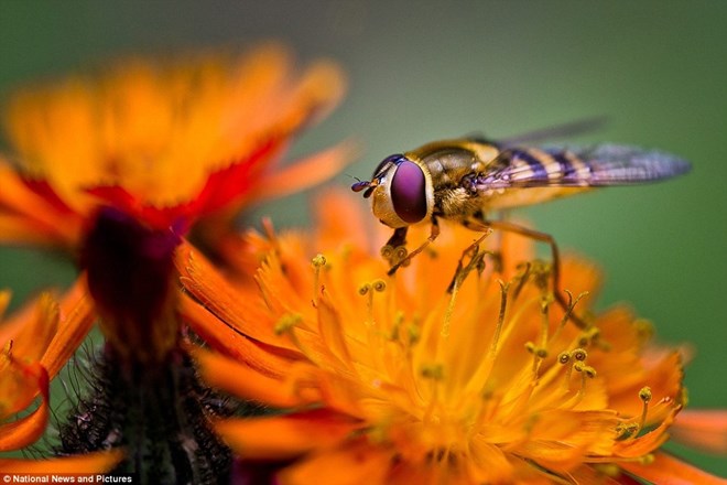 Cận cảnh chú ong đang hút mật từ nhụy hoa của Rob Clayton
