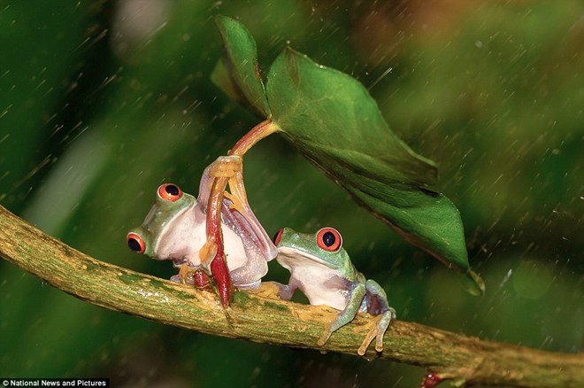 Theo nhiếp ảnh gia 28 tuổi này, thì ngay khi trời mưa, hai chú ếch mắt đỏ đã nhảy phắt lên cây và ẩn dưới một chiếc lá. Lúc đầu chiếc lá nghiêng về phía con ếch đi trước, sau đó chú ếch này đã ga lăng, xoay chiếc lá về phía người bạn tình của mình.