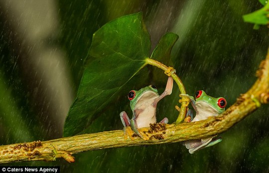 Tổ chức về bảo vệ thiên nhiên và động vật hoang vừa trao giải nhất cho bức ảnh ếch che mưa cho bạn tình của nhiếp ảnh gia Kutub Uddin.Đây được coi là hình ảnh đẹp nhất về thiên nhiên hoang dã trong năm 2014