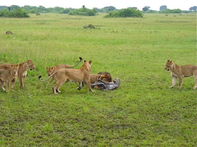 Cả đàn sư tử lao vào tấn công tới tấp con báo tội nghiệp.