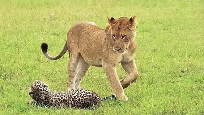 Sau khi đã bị sư tử cái vật ngửa, báo đốm tiếp tục bị con sư tử đực đầu đàn hung dữ lao tới liên tiếp ra đòn.