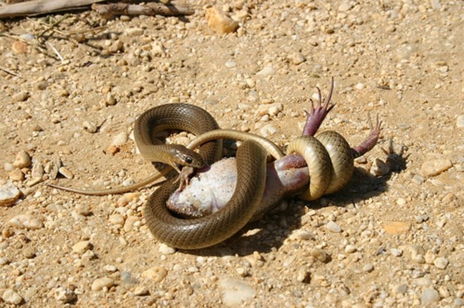 Màn săn mồi đáng sợ của rắn độcTaipan