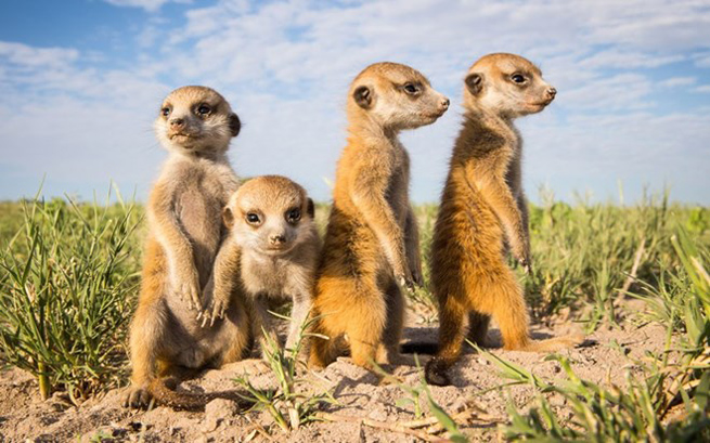 Meerkat là loài động vật có vú nhỏ, thành viên của họ cầy mangut. Meerkat sinh sống trong tất cả các khu vực của sa mạc Kalahari ở Botswana và Nam Phi.