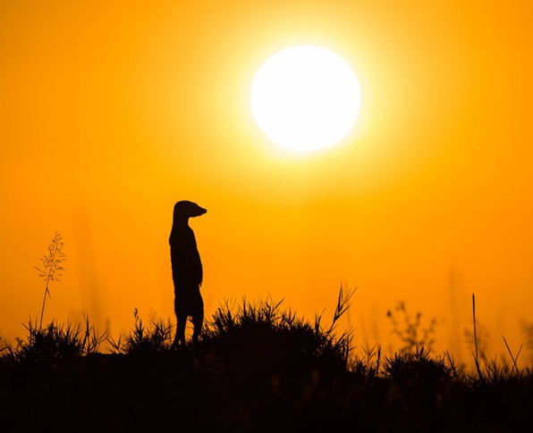 Meerkat luôn là những miếng mồi ngon cho những loài động vật ăn thịt bởi bản chất hiền lành của chúng