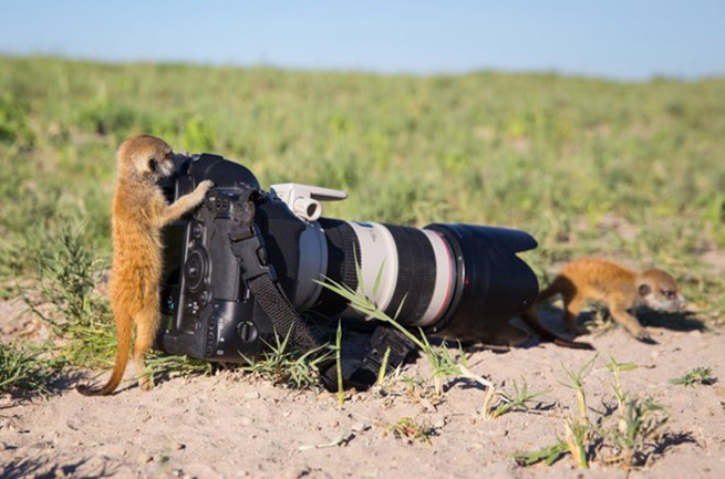 Meerkat nghịch với chiếc máy ảnh. Meerkat có móng chân cứng, dài khoảng 2 cm. Móng vuốt cong được sử dụng để đào hang và đào tìm mồi.