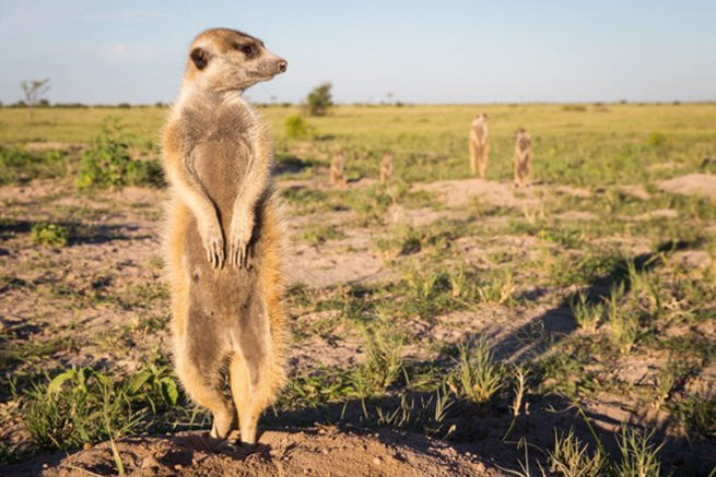 Meerkat luôn tỏ ra thất thân thiện và không hề sợ hãi con người. Một Meerkat trong sa mạc có thể sinh từ 1 đến 5 con một lứa, thông thường ba con mỗi lứa là phổ biến nhất.