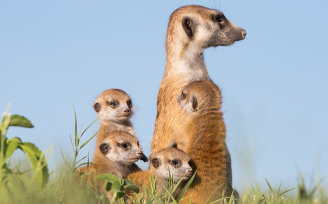 Meerkat luôn phải sống theo bầy đàn bởi chúng phải đối mặt với nhiều nguy hiểm. Con Meerkat con luôn phải đi theo mẹ.