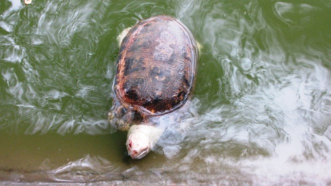 Đặc tính của loài rùa này là sống trên cạn, không biết bơi. Rất có thể ai đó đã phóng sinh cá thể rùa này xuống hồ Gươm dẫn đến chết đuối.
