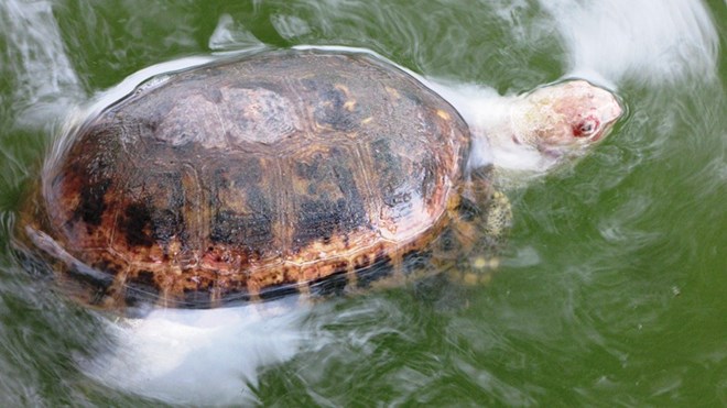 Cá thể rùa chết nổi có mai đốm vàng, đen, da bụng màu trắng, mắt đỏ, nặng khoảng 2kg, rất có thể do chết đã lâu nên một số đặc điểm của rùa này đã bị biến dạng.