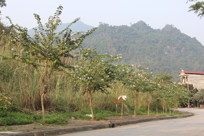 Hoa ban ven con đường Hạnh Phúc để đi các huyện Cao nguyến đá Đồng Văn