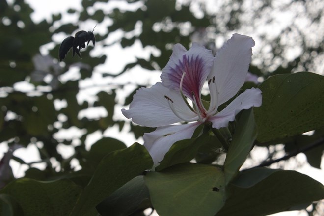 Loài ong đến tận hưởng hương thơm