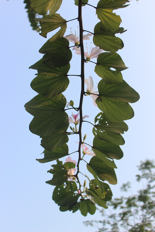 Hoa ban ở Hà Giang hơi khác với những cây ban thường thấy ở Tây Bắc là khi ra hoa rồi mà vẫn còn rất nhiều lá