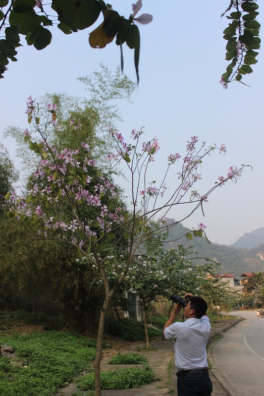 Đây là năm đầu tiên hoa ban nở nhiều ở thành phố Hà Giang nên được nhiều bạn trẻ quan tâm đến chụp ảnh