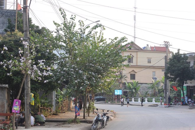 Hoa ban được trồng rất nhiều ở thành phố Hà Giang