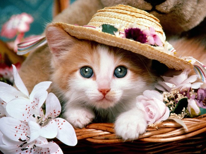 Mèo: Loài mèo rất ghét mùi cam và chanh, bạn có thể đặt chúng ở những nơi bạn không muốn mèo lui tới như bàn làm việc hay khu bếp…