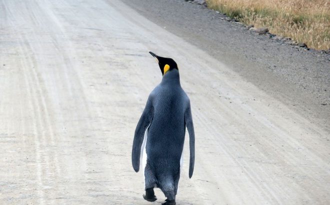 Thụ tinh nhân tạo cho chim cánh cụt