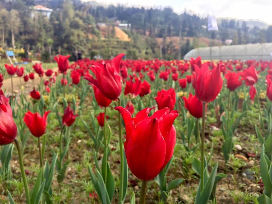 Nguồn gốc và ý nghĩa hoa tulip theo từng màu sắc khác nhau