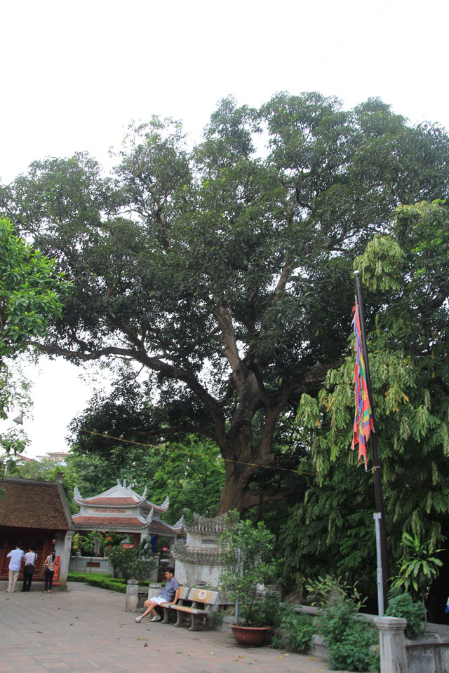 Cây Quéo mọc tự nhiên trong khuôn viên ngay cạnh sườn đền Voi Phục - Thủ Lệ.