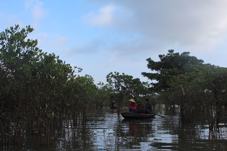 Rừng ngập mặn Đồng Rui hiện là một điểm du lịch sinh thái hấp dẫn tại Quảng Ninh. Ảnh: Nguyễn Hùng