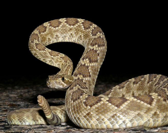 Rắn chuông: Là một trong những loại rắn độc nhất trên thế giới, nọc của chúng chứa chất gây tê liệt hệ thần kinh khiến bất cứ ai tiếp xúc chết ngay tức khắc