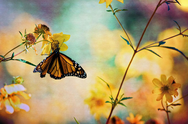 Bướm Monarch: Đây là một trong những loài di cư nổi tiếng nhất thế giới. Chúng di chuyển từ Canada đến Mexico khi mùa đông đến.