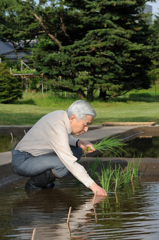 Nhà vua Akihito tự tay trồng lúa. (Ảnh trong tuyển tập sách ảnh Their Majesties the Emperor and Empress of Japan).