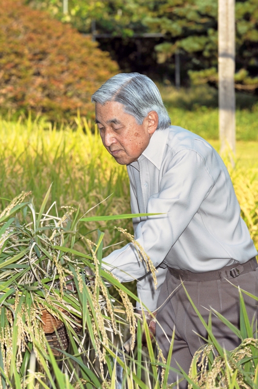 Nhà vua Akihito thu hoạch lúa. (Ảnh trong tuyển tập sách ảnh Their Majesties the Emperor and Empress of Japan).