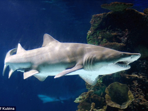 Cơ thể nặng và có mõm tròn, ngắn hơn so với những loài cá phệ khác. Khi trưởng thành, bé cái rất có thể đạt chiều nhiều năm từ 2-2,5 mét còn bé đực là 1,8 mét.