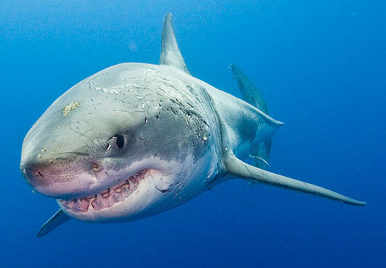 Với hàm răng chắc chắn nhọn cùng một sức khỏe phi thường, loài cá phệ trắng lớn là nỗi sợ hãi của những loài sinh thứ trong biển lớn và cả nhỏ người.